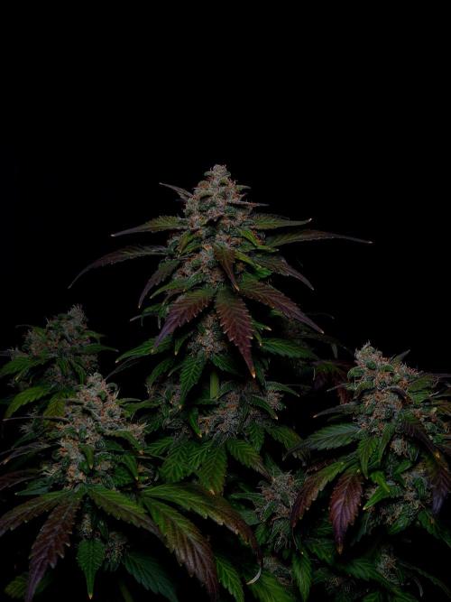 Banana Purple Punch Auto RF3 #2. Week 8