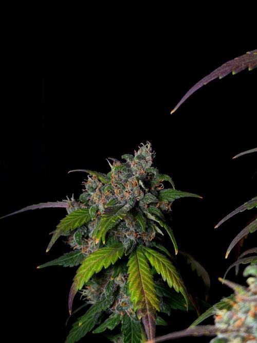 Banana Purple Punch Auto RF3 #2. Week 8