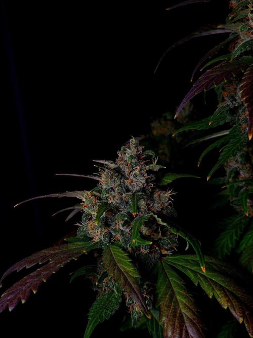 Banana Purple Punch Auto RF3 #2. Week 8