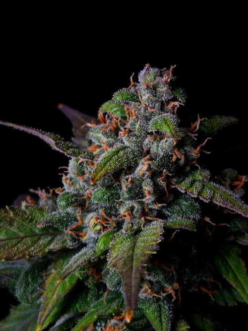 Banana Purple Punch Auto RF3 #2. Week 8