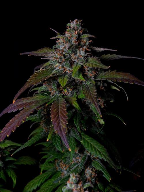 Banana Purple Punch Auto RF3 #2. Week 8
