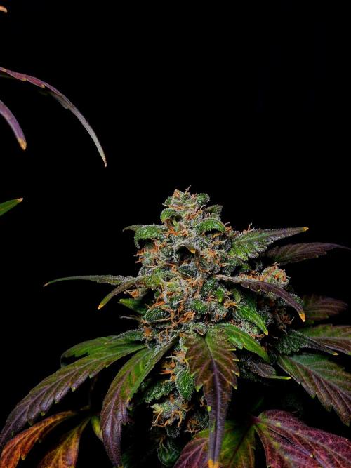 Banana Purple Punch Auto RF3 #2. Week 8