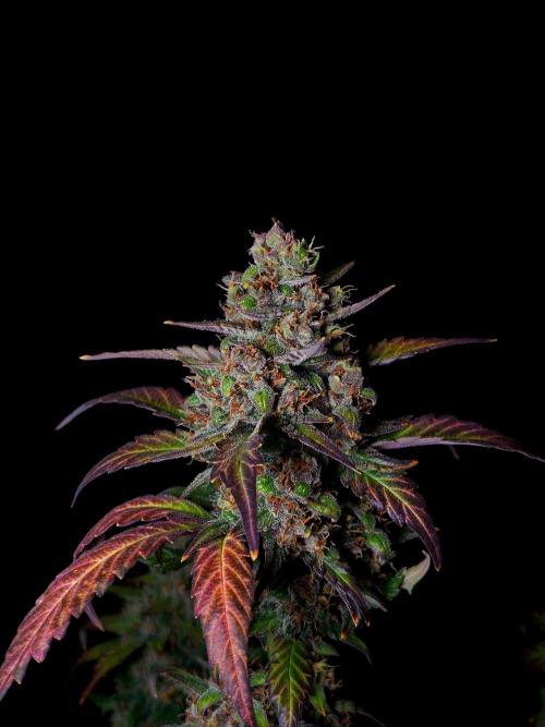 Banana Purple Punch Auto RF3 #2. Week 8