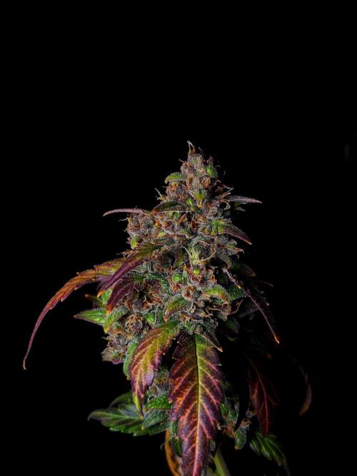 Banana Purple Punch Auto RF3 #2. Week 8