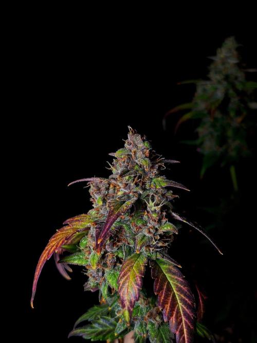 Banana Purple Punch Auto RF3 #2. Week 8