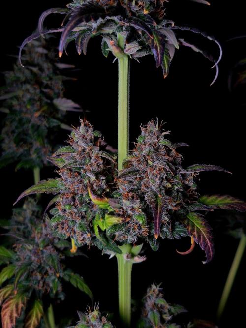 Banana Purple Punch Auto RF3 #2. Week 8