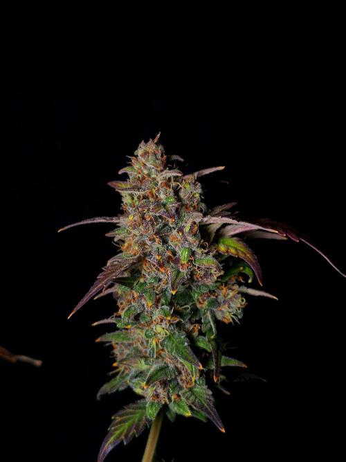 Banana Purple Punch Auto RF3 #2. Week 8