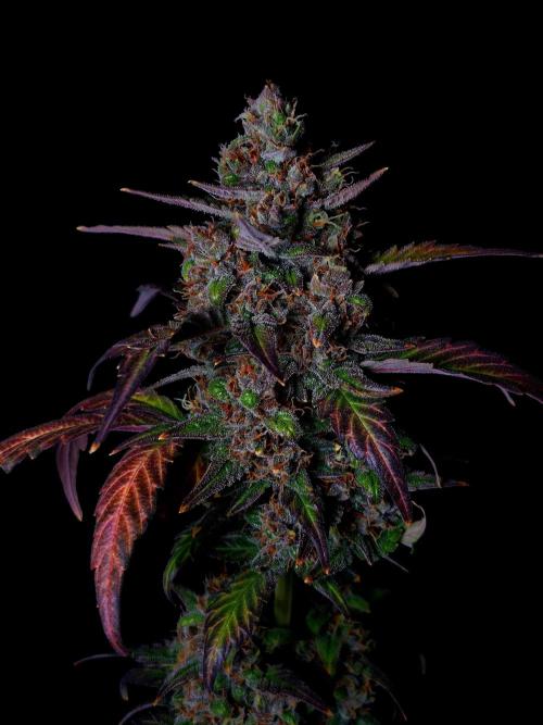 Banana Purple Punch Auto RF3 #2. Week 8