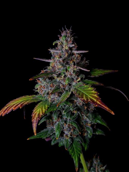 Banana Purple Punch Auto RF3 #2. Week 8