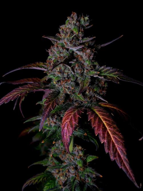 Banana Purple Punch Auto RF3 #2. Week 8