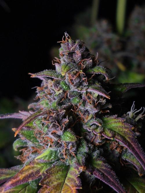 Banana Purple Punch Auto RF3 #2. Week 8