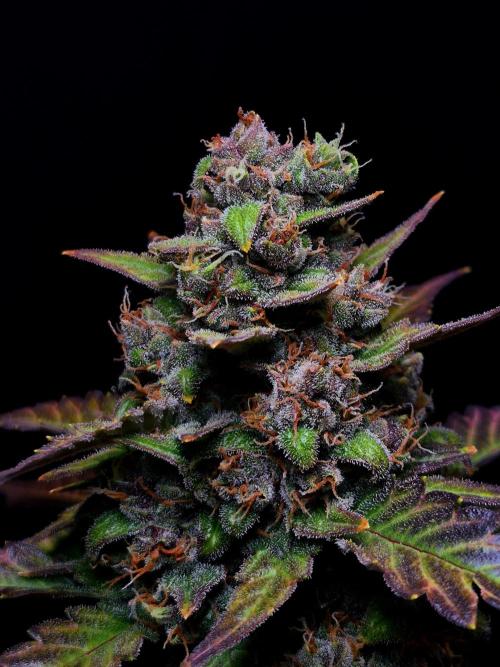 Banana Purple Punch Auto RF3 #2. Week 8