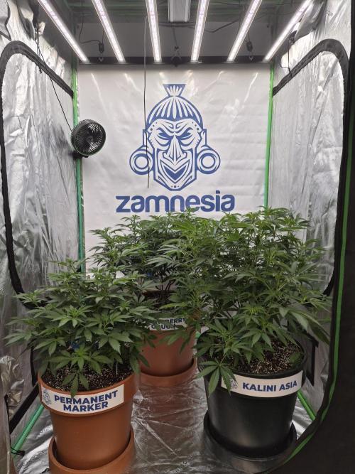 Zamnesia Trio. Week 8