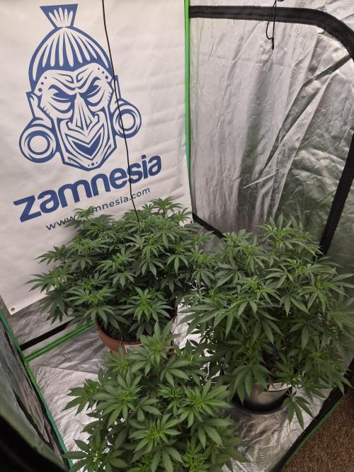 Zamnesia Trio. Week 8