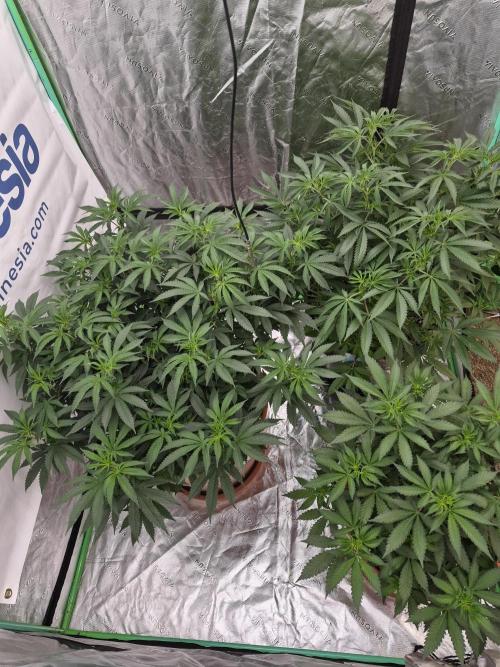 Zamnesia Trio. Week 8