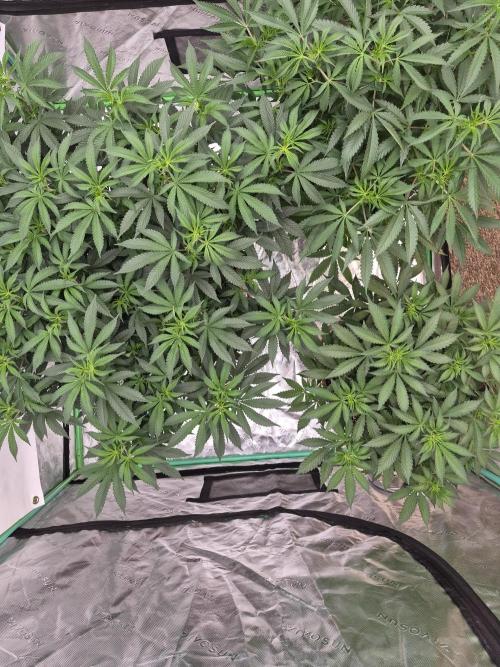 Zamnesia Trio. Week 8