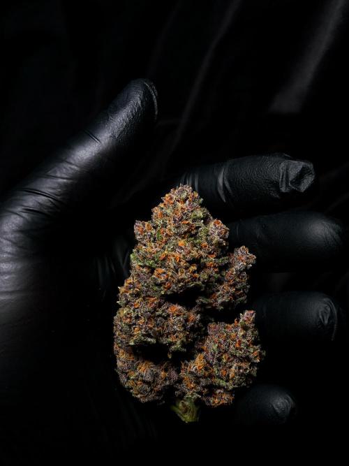 Banana Purple Punch Auto RF3. Week 9