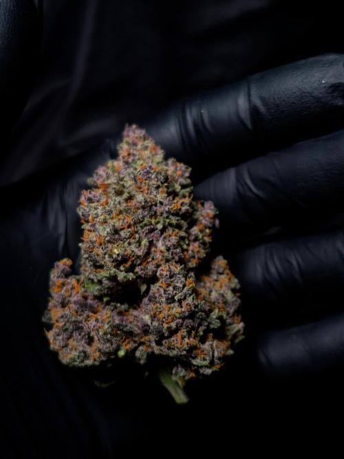 Banana Purple Punch Auto RF3. Week 9