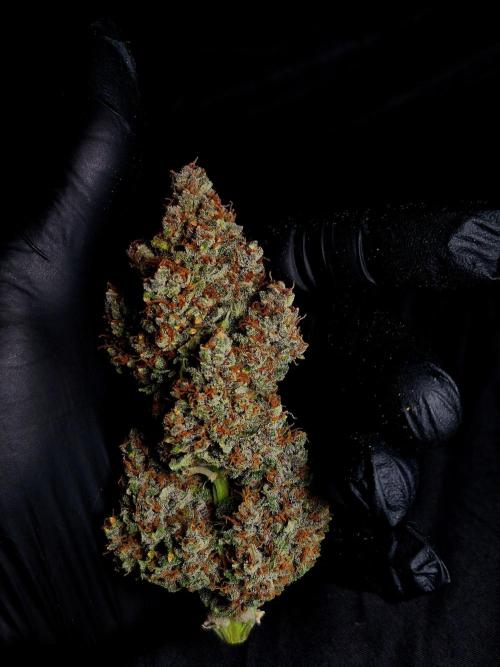Banana Purple Punch Auto RF3. Week 9