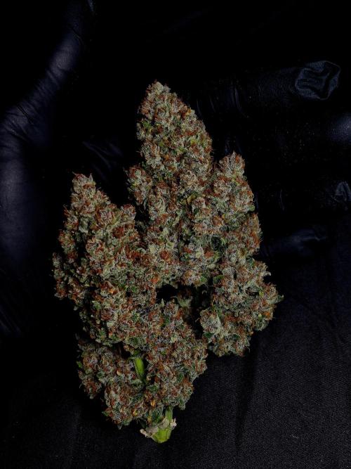 Banana Purple Punch Auto RF3. Week 9