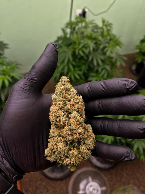 Banana Purple Punch Auto RF3 #2. Week 9