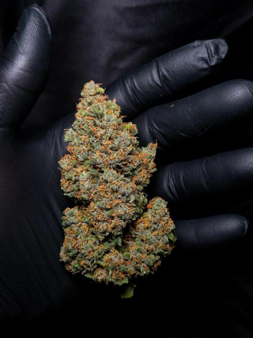 Banana Purple Punch Auto RF3 #2. Week 9