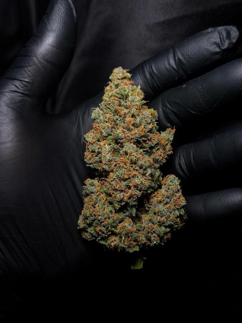 Banana Purple Punch Auto RF3 #2. Week 9