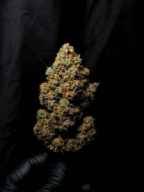 Banana Purple Punch Auto RF3 #2. Week 9