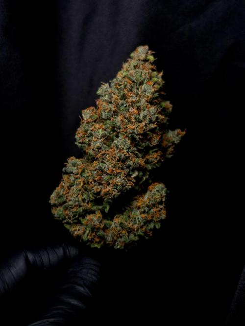 Banana Purple Punch Auto RF3 #2. Week 9