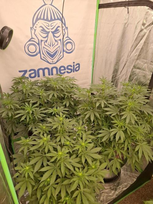 Zamnesia Trio. Week 9