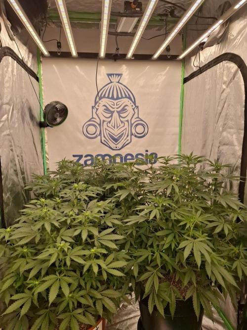 Zamnesia Trio. Week 9