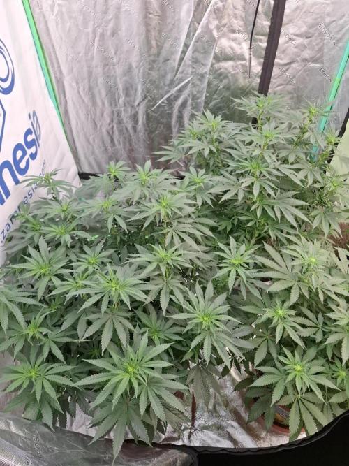 Zamnesia Trio. Week 9