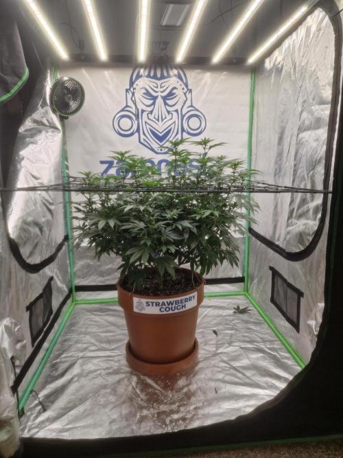 Zamnesia Trio. Week 10