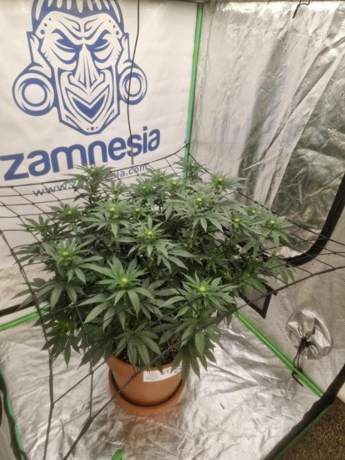 Zamnesia Trio. Week 10
