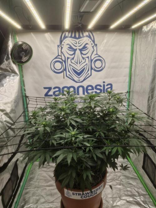 Zamnesia Trio. Week 10