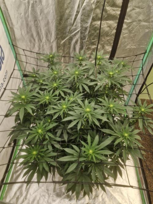 Zamnesia Trio. Week 10