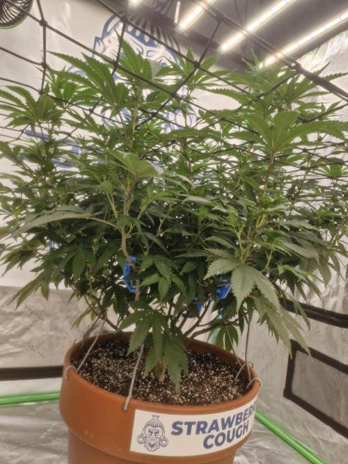 Zamnesia Trio. Week 10