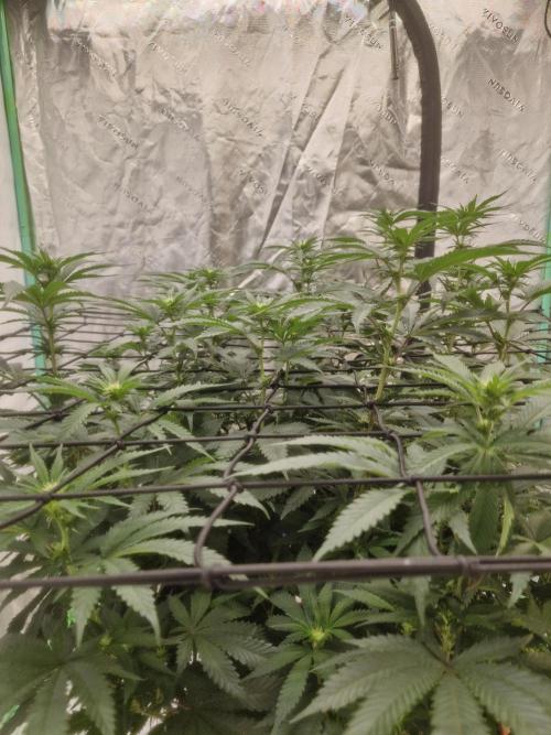 Zamnesia Trio. Week 10