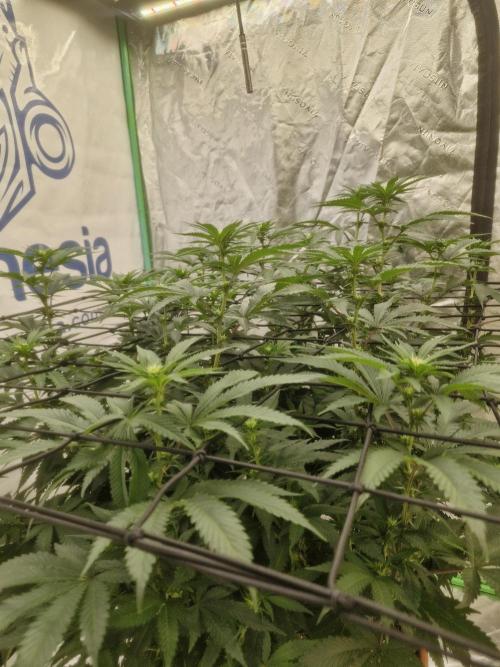 Zamnesia Trio. Week 10