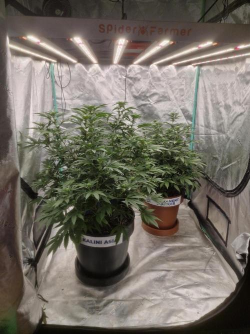 Zamnesia Trio. Week 10