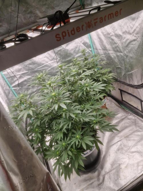Zamnesia Trio. Week 10
