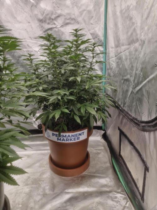 Zamnesia Trio. Week 10