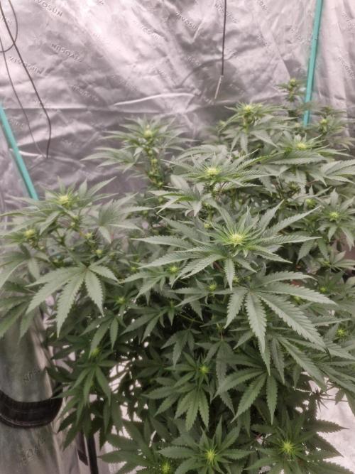 Zamnesia Trio. Week 10