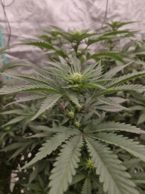 Zamnesia Trio. Week 10