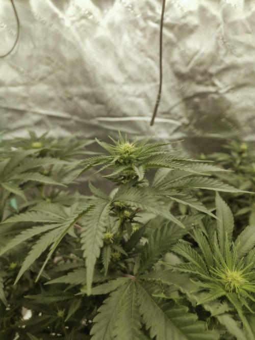 Zamnesia Trio. Week 10