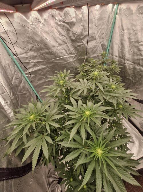 Zamnesia Trio. Week 10