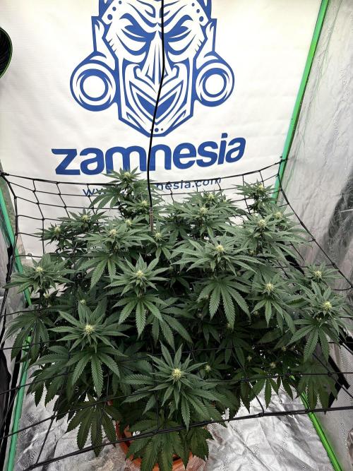 Zamnesia Trio. Week 11