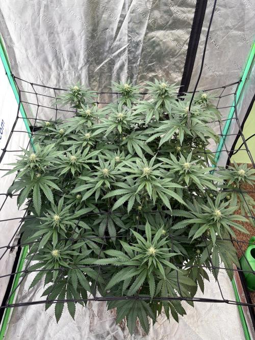 Zamnesia Trio. Week 11