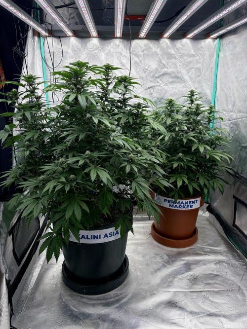 Zamnesia Trio. Week 11