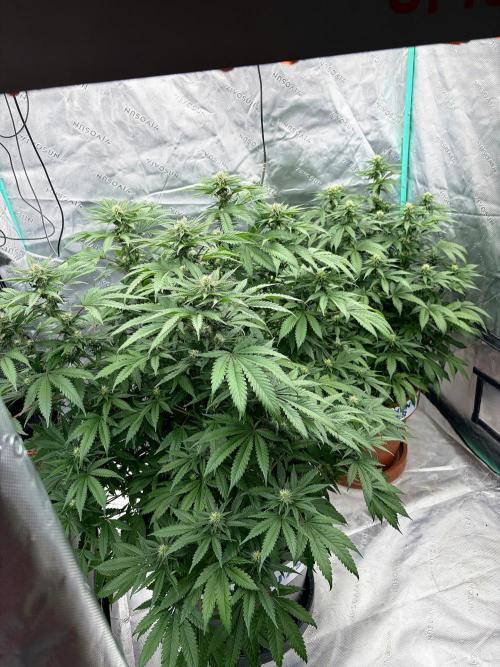 Zamnesia Trio. Week 11